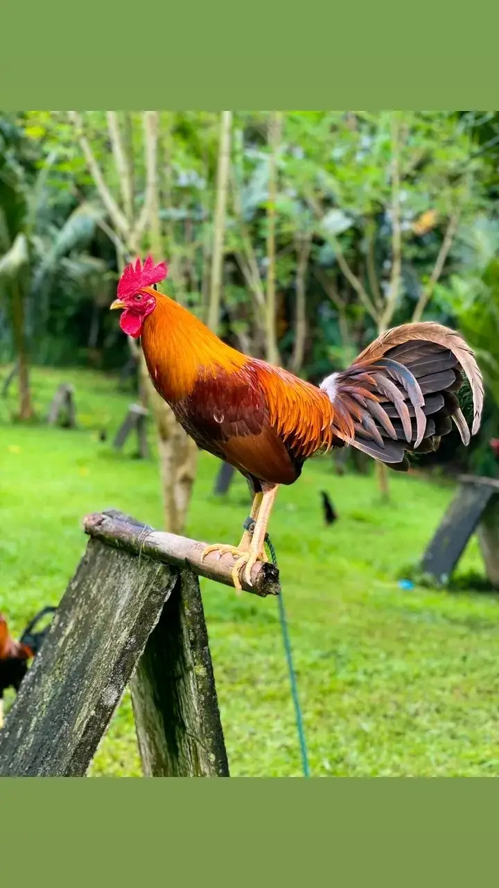 Tiktok post thumbnail