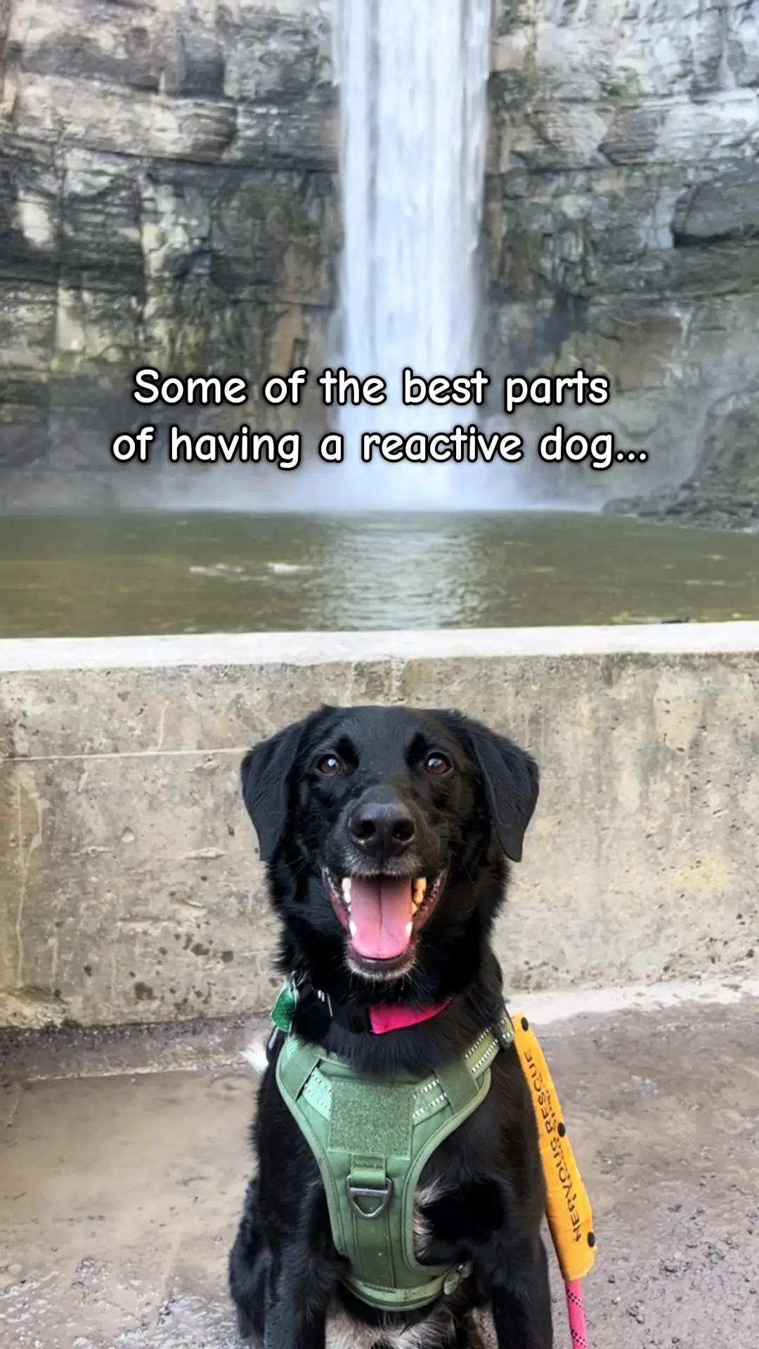 Tiktok post preview 2 from @pawsup4treats