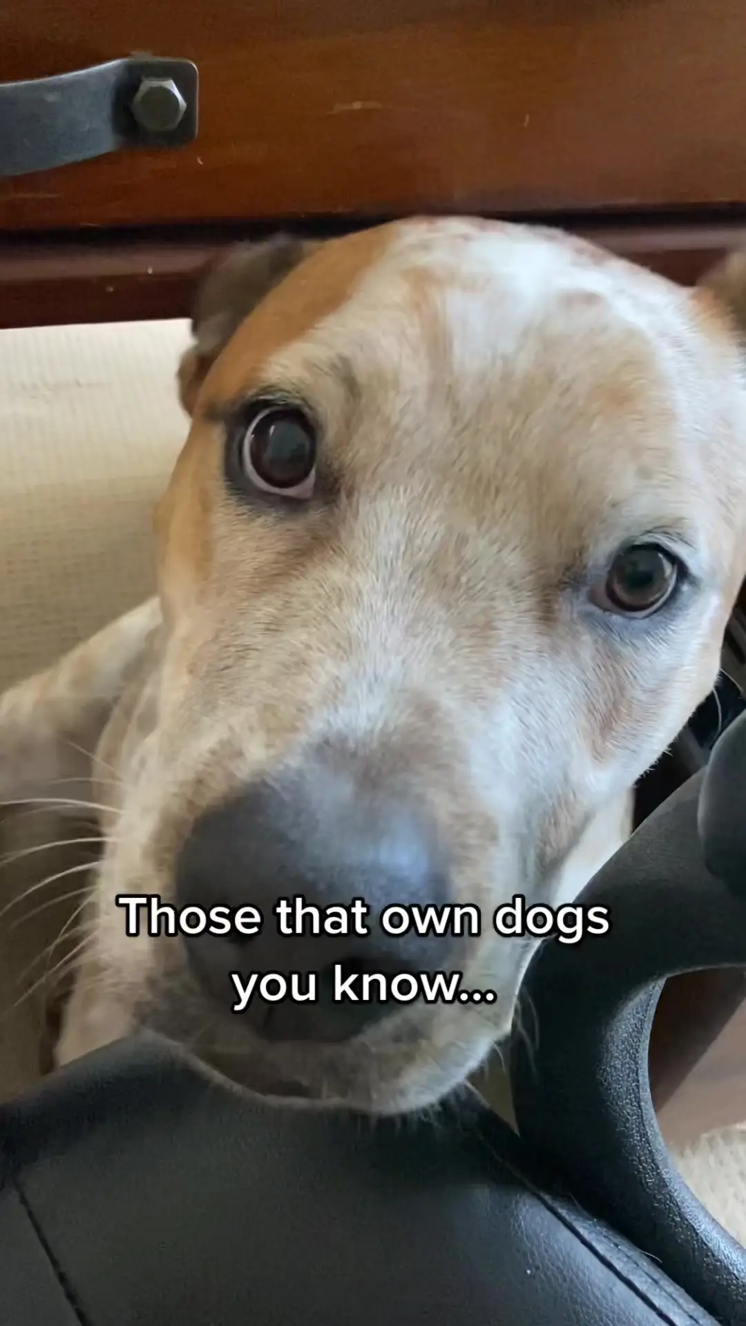 Tiktok post preview 2 from @billy_the_cattledog