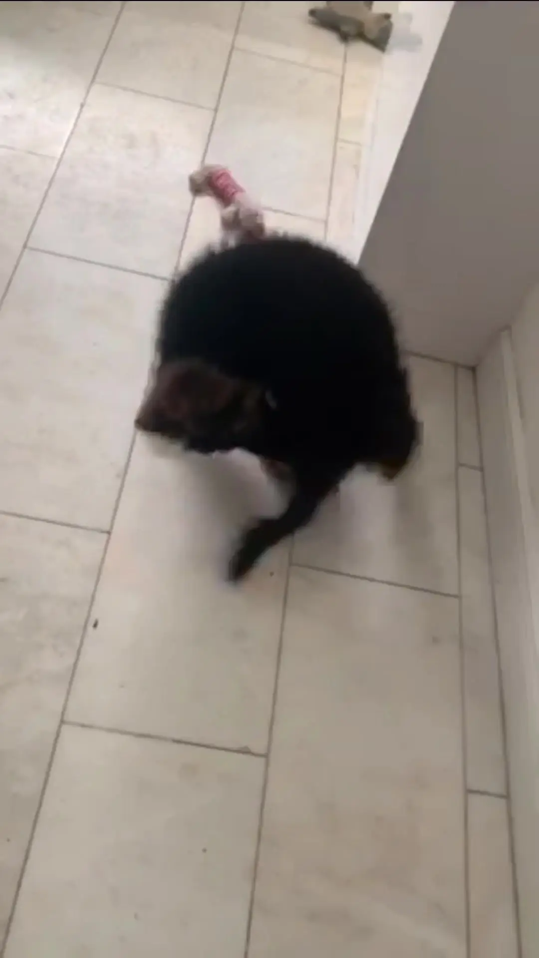 Tiktok post preview 3 from @apollo_germanshepherd