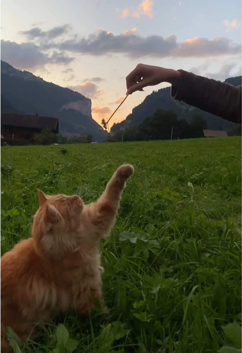 Tiktok post thumbnail