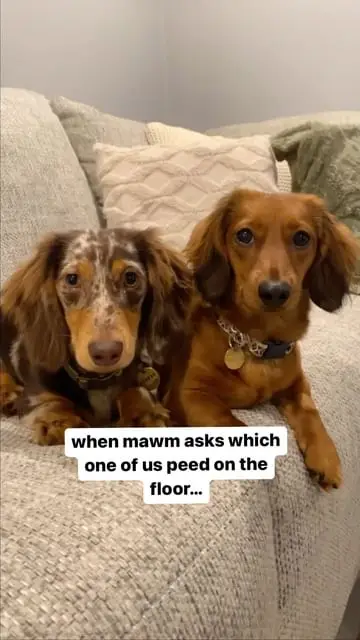 Instagram post preview 1 from ginnyxauggie