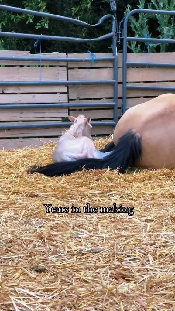 Tiktok post preview 3 from @theidahocowgirl