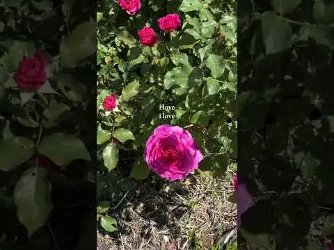 Youtube post preview 2 from UCIZqGPFK0G-QyotosZ6OcKg