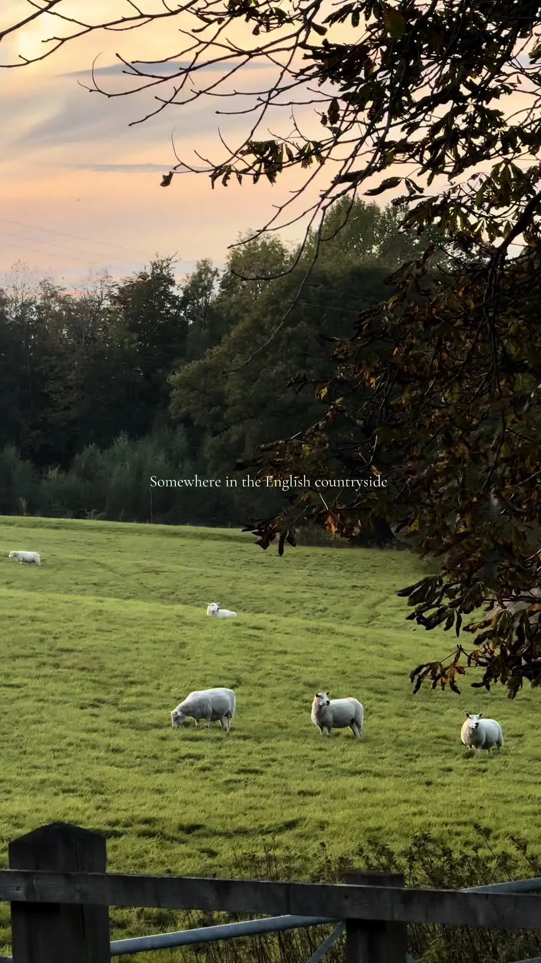Tiktok post preview 2 from @daniellameow