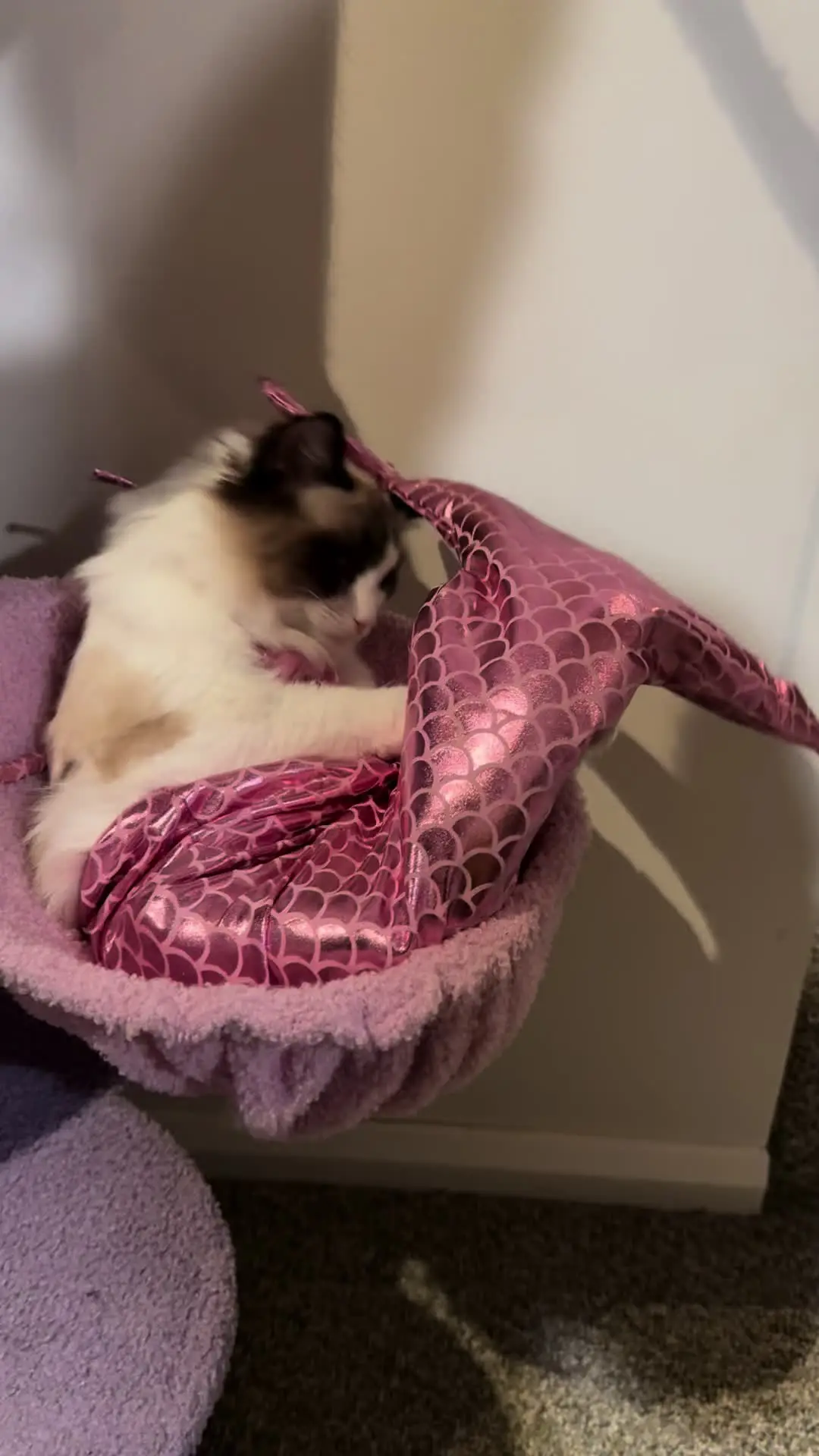 Tiktok post thumbnail