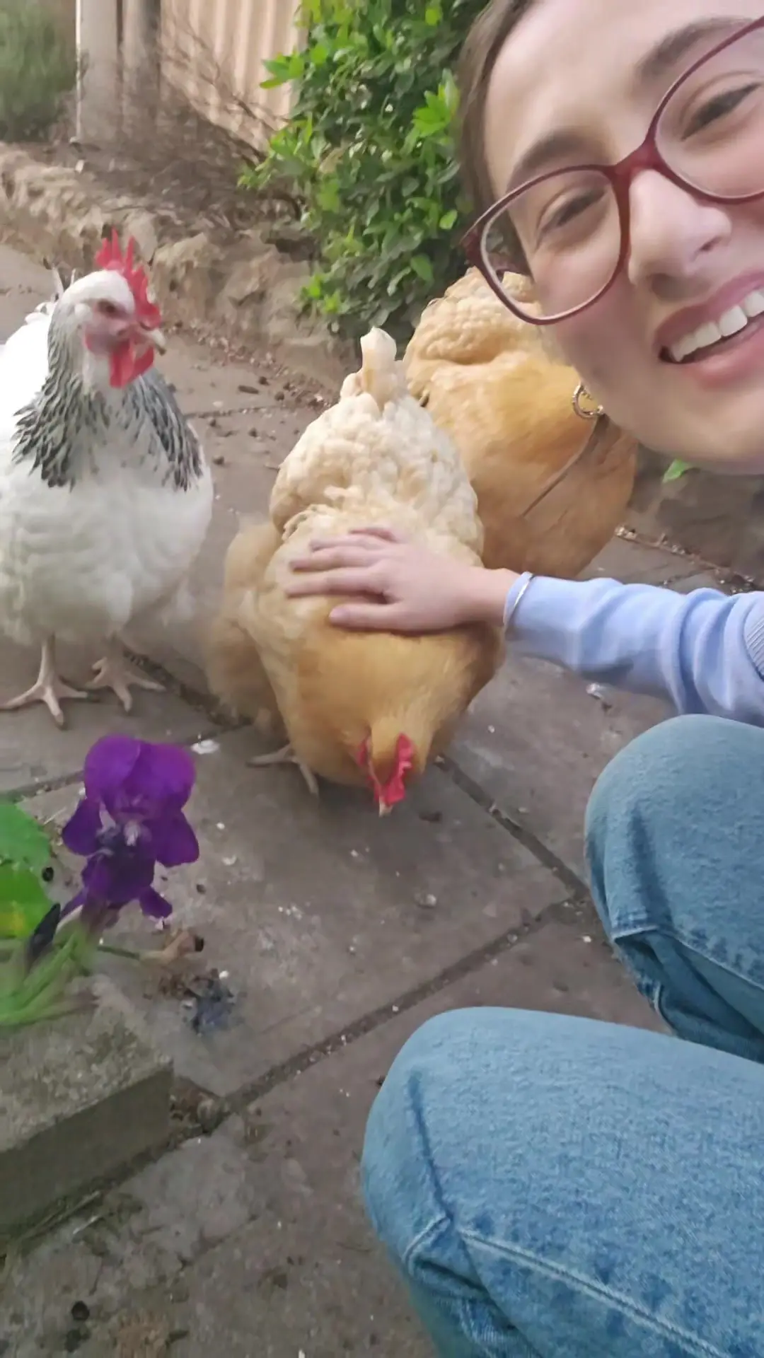 Tiktok post preview 3 from @thechickenandcatlady