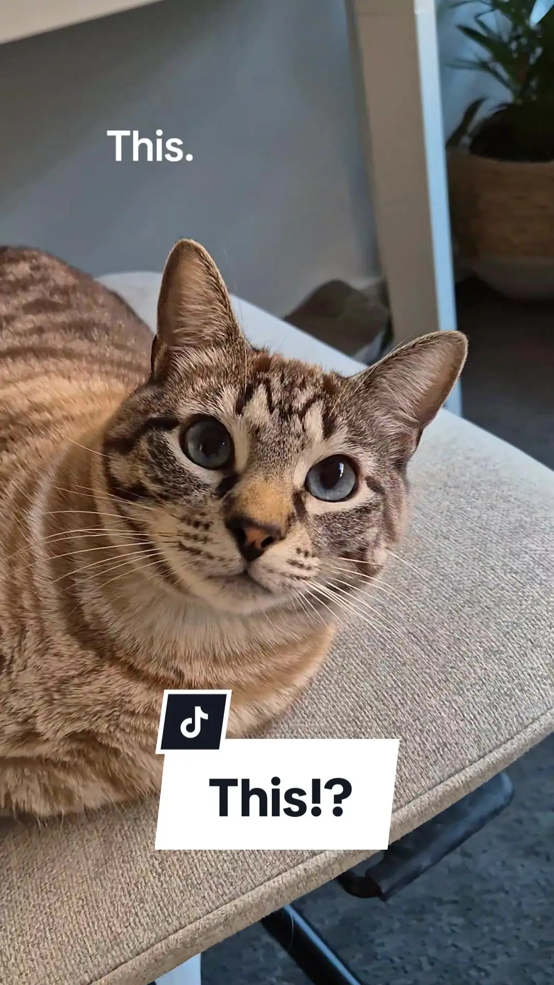 Tiktok post thumbnail