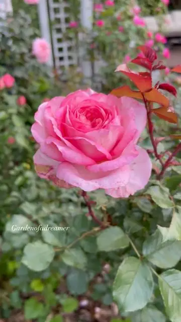 Instagram post preview 3 from gardenofadreamer