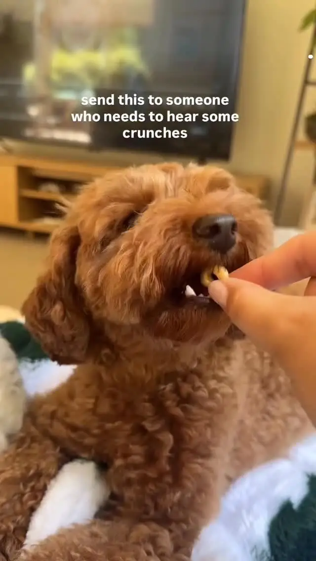 Instagram post preview 3 from mango.thecavoodle
