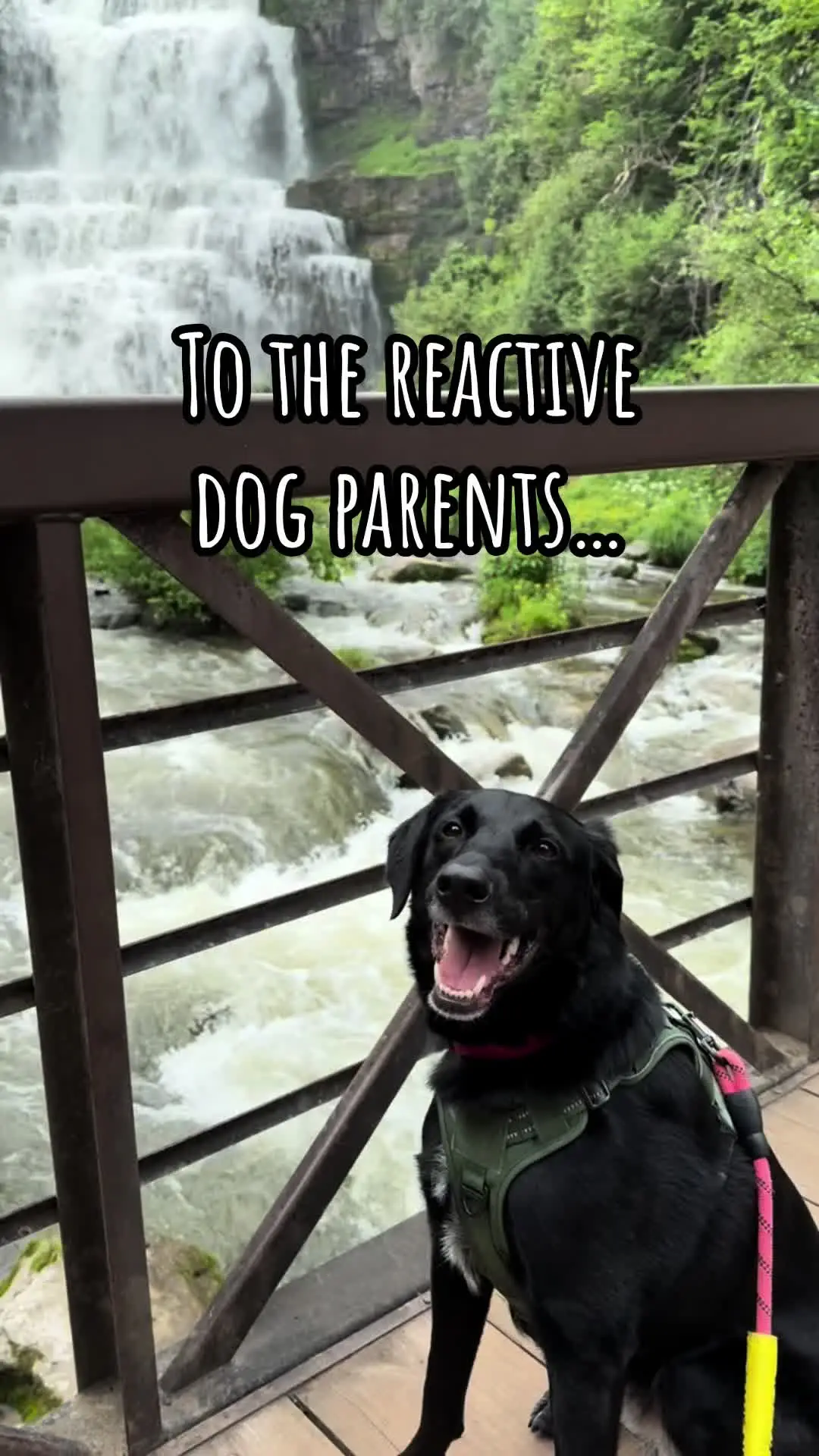 Tiktok post preview 3 from @pawsup4treats