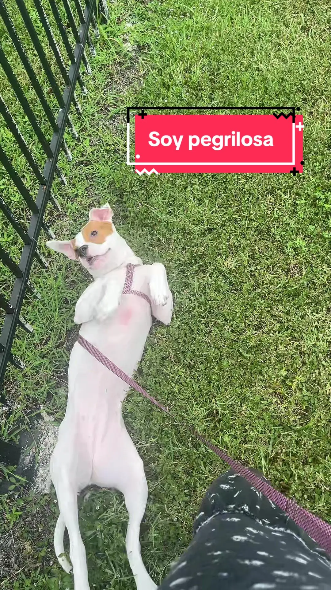 Tiktok post preview 3 from @shelycastro63