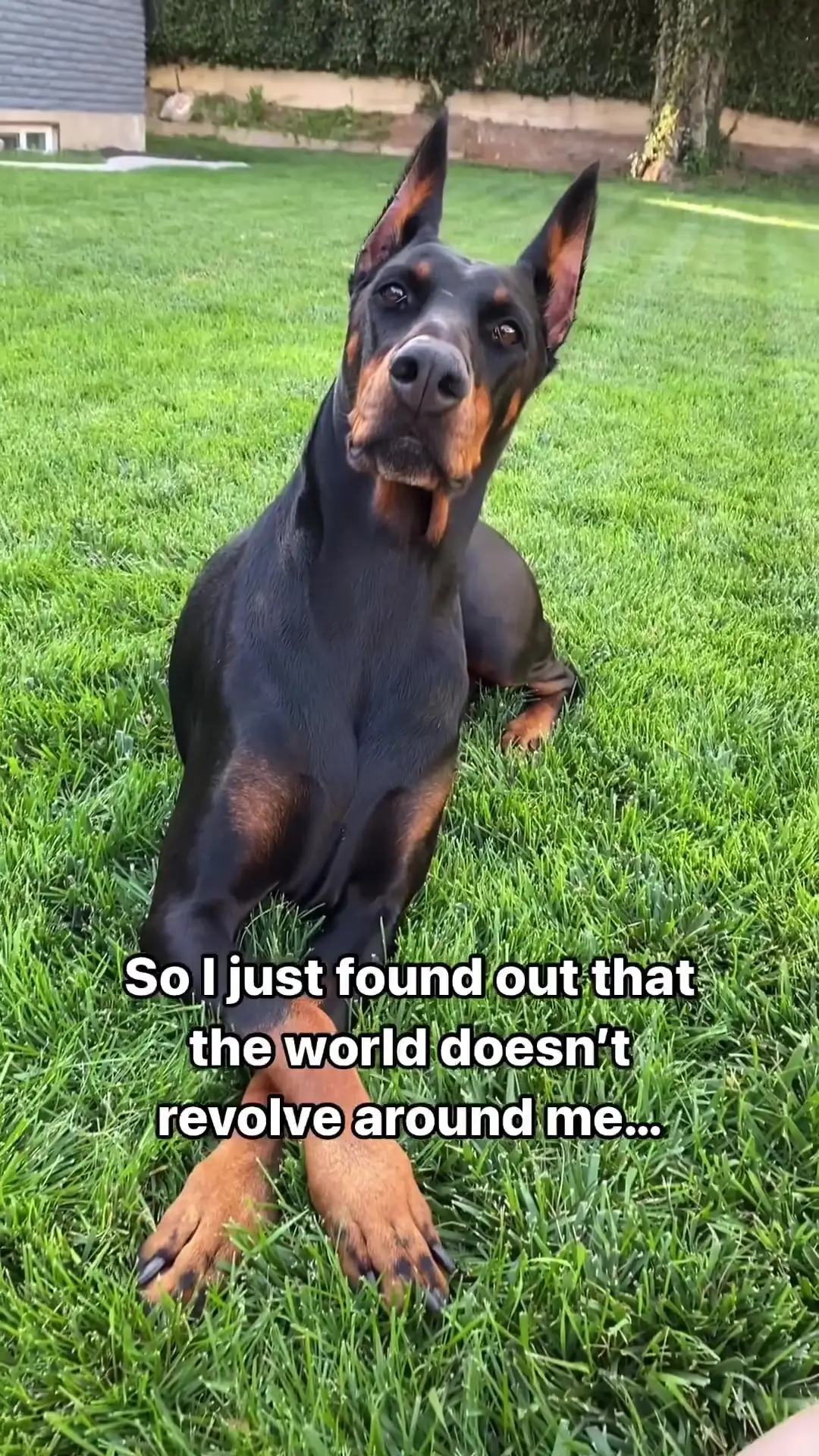 Tiktok post preview 3 from @dobermannation