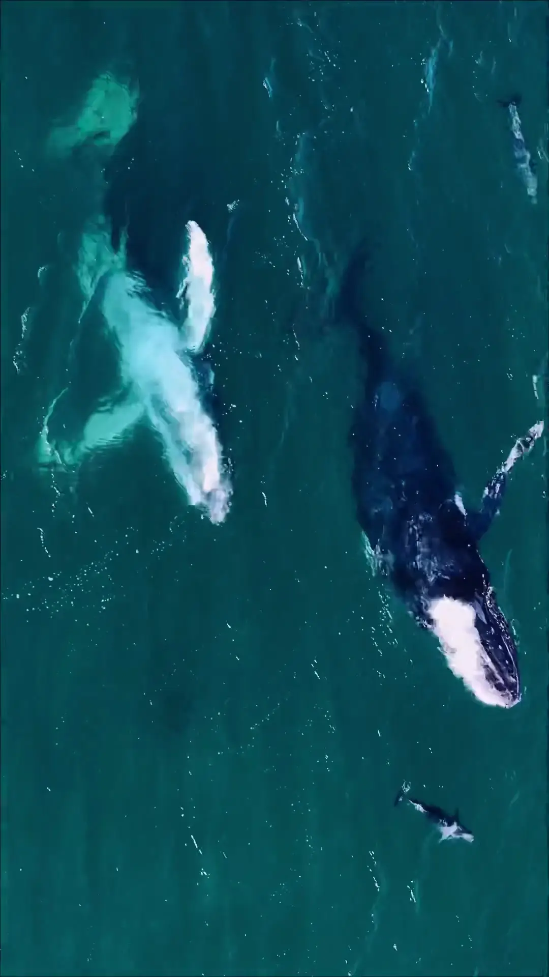 Tiktok post preview 2 from @eviewilderness