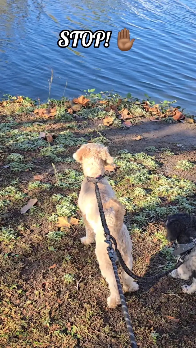 Tiktok post preview 3 from @thepawfectpick