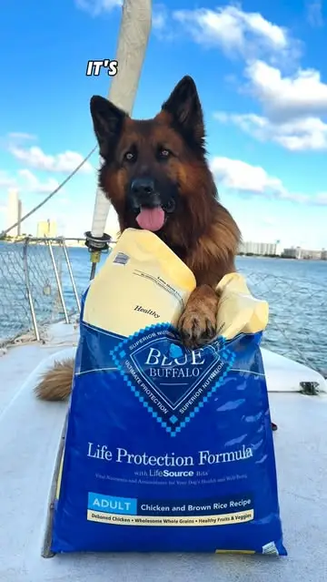 Instagram post preview 2 from apollo_germanshepherd