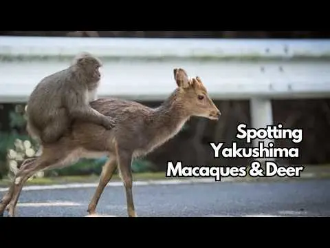 Youtube post preview 3 from UCeMV3-wvFhIvrjFZojeN0Ug