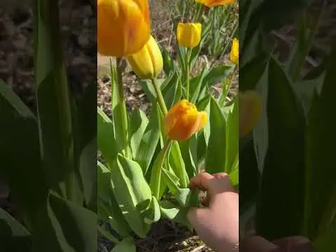 Youtube post thumbnail