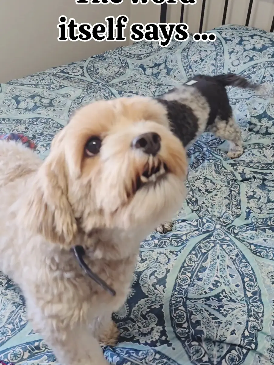 Tiktok post preview 1 from @thepawfectpick