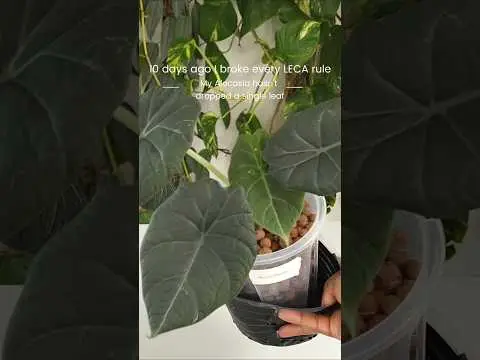 Youtube post preview 2 from UC0jssUmeE8cl1jwuW6K3wGA
