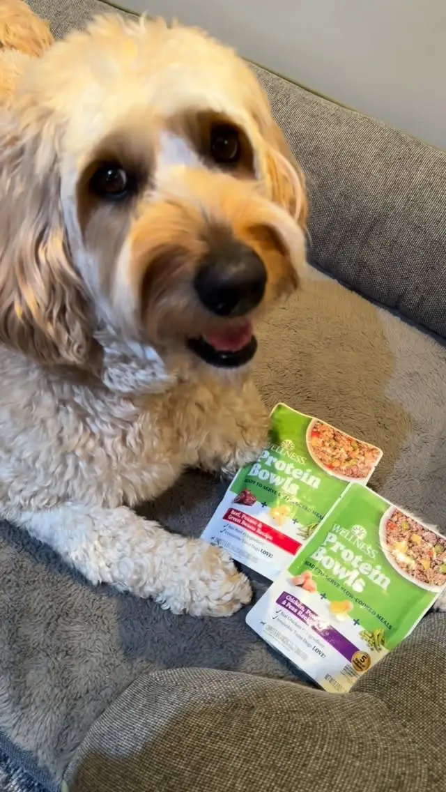 Instagram post preview 1 from playdaysandpaws