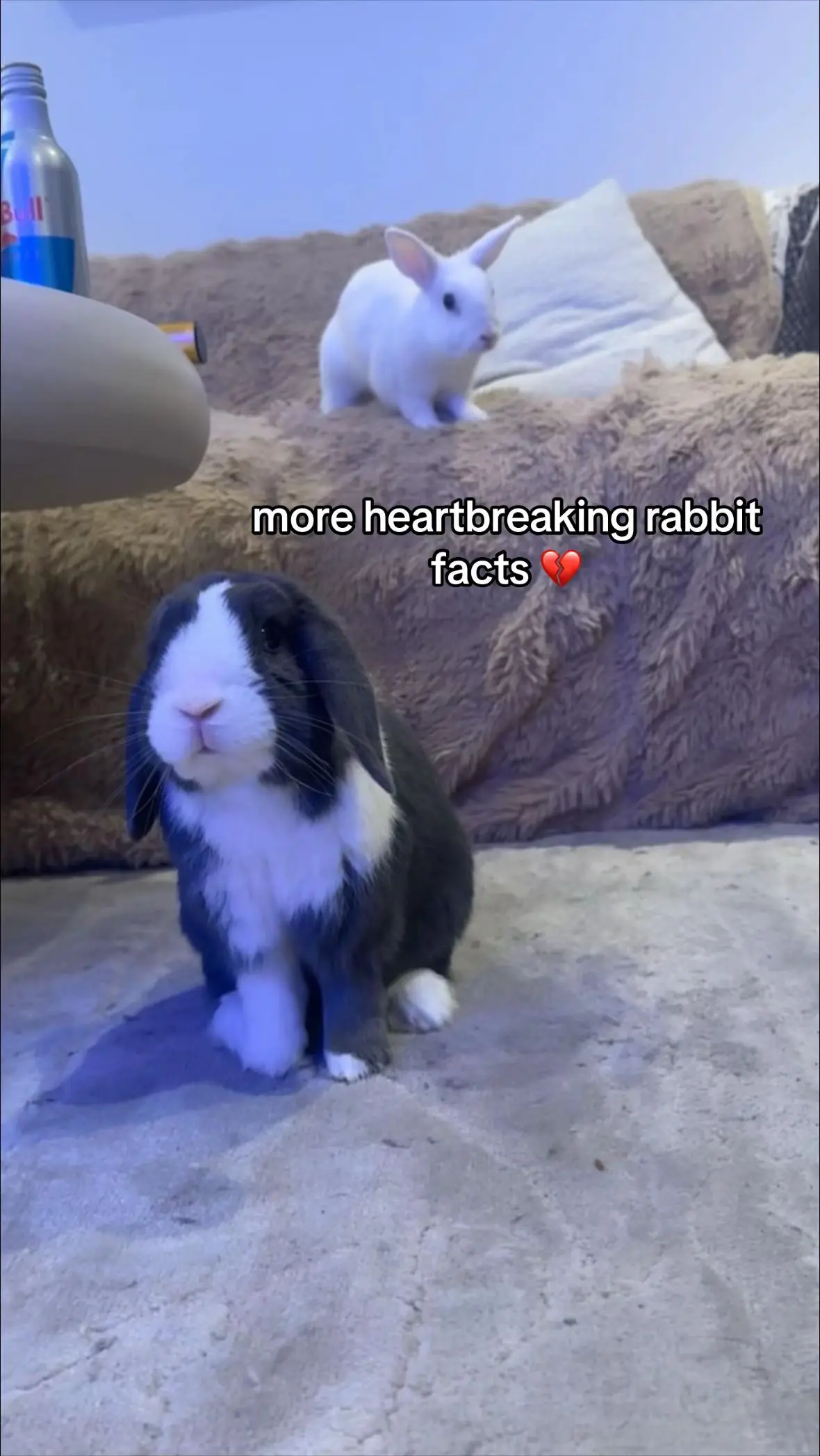 Tiktok post preview 3 from @gabbyandherrabbys