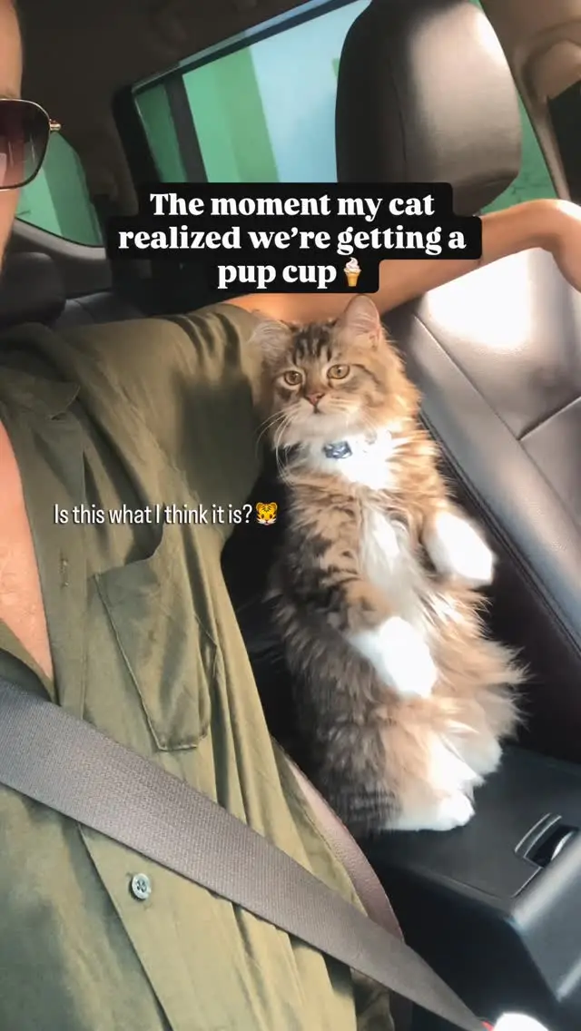 Instagram post preview 3 from misterrpuss