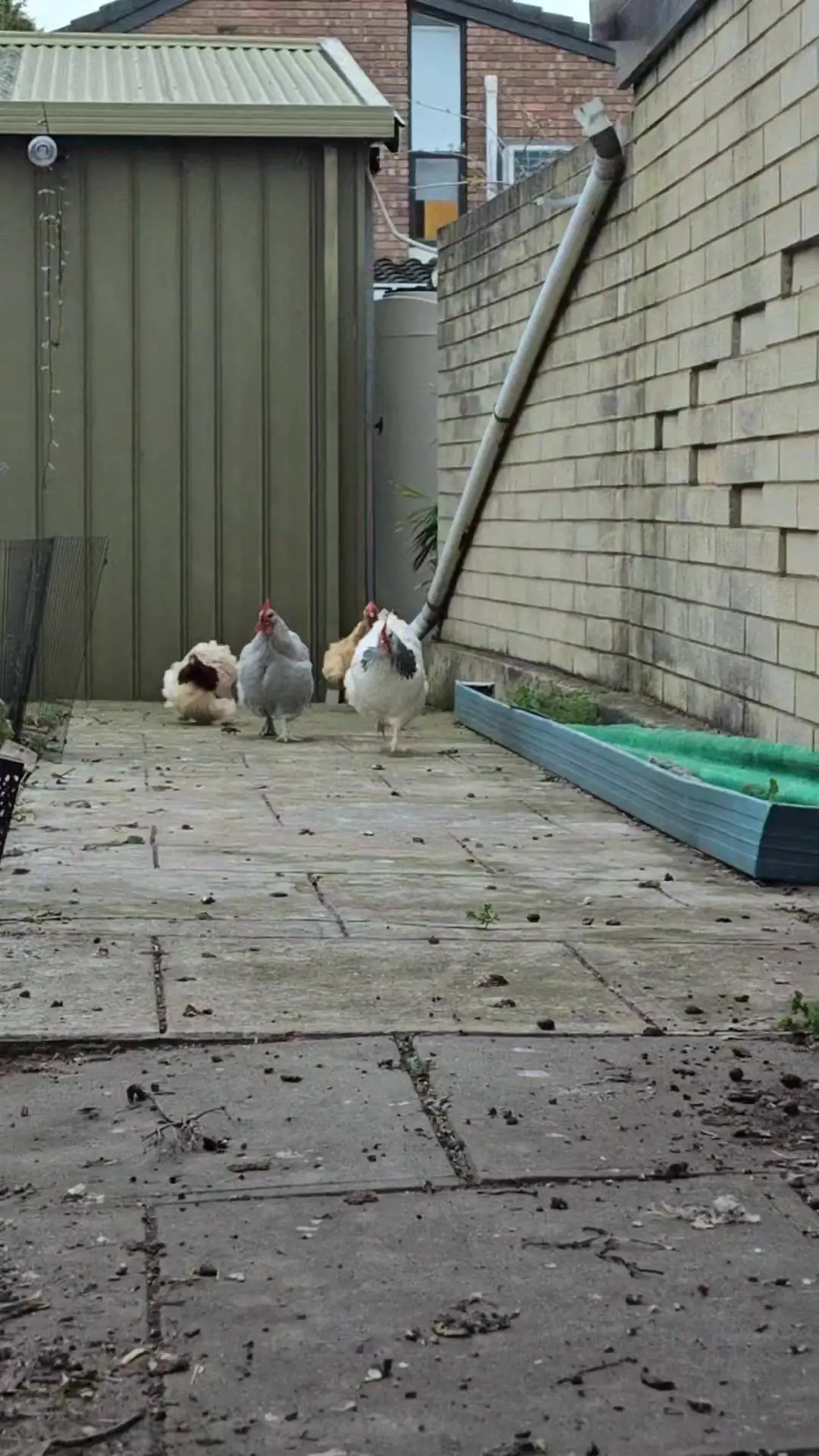 Tiktok post preview 2 from @thechickenandcatlady
