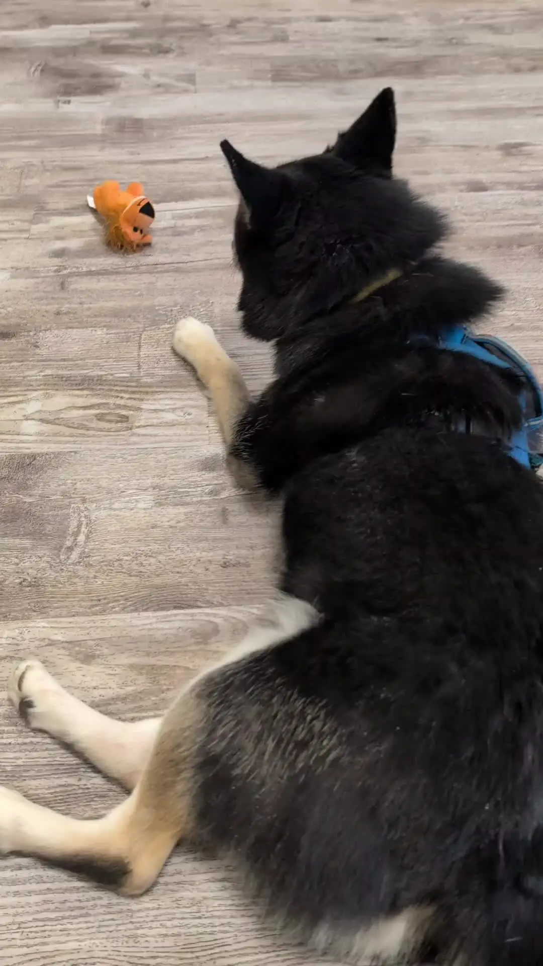 Tiktok post preview 3 from @loki_the_d0g_of_mischief