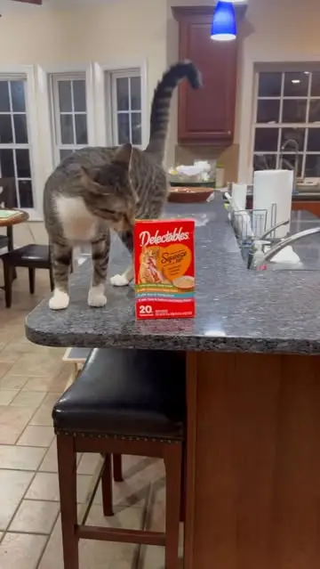 Instagram post preview 3 from wendymcgeecatmom