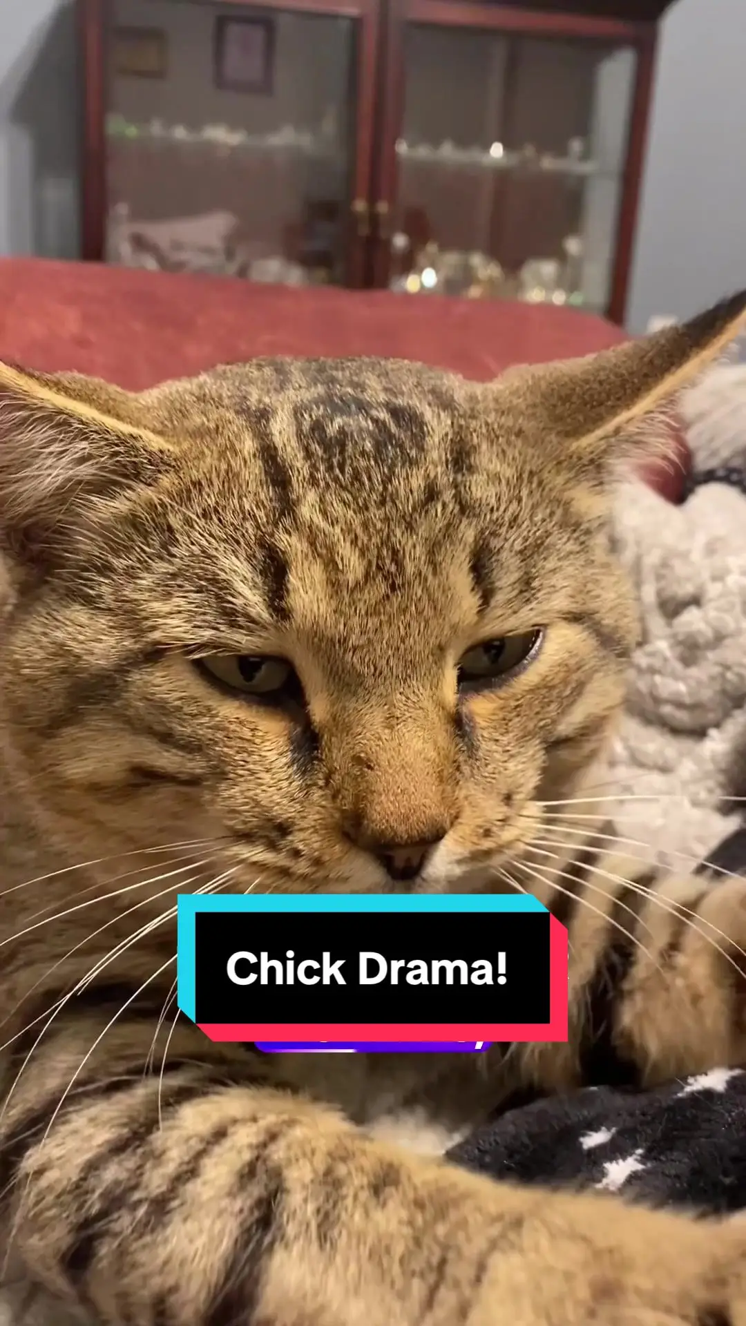 Tiktok post preview 2 from @wendymcgeecatmom