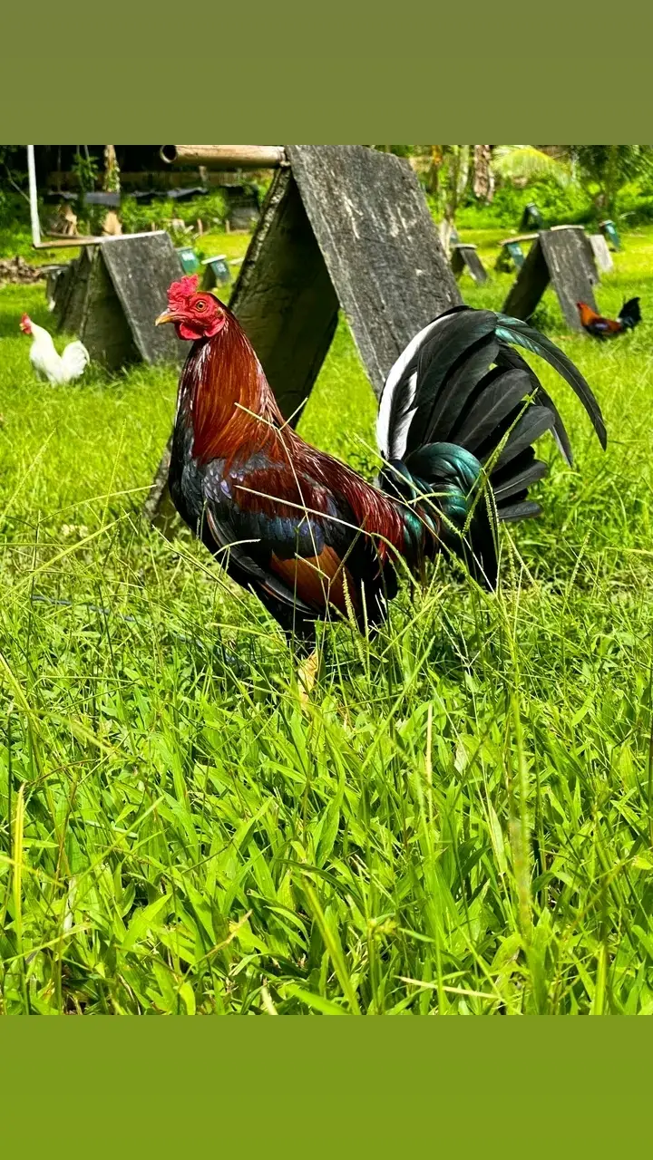 Tiktok post thumbnail
