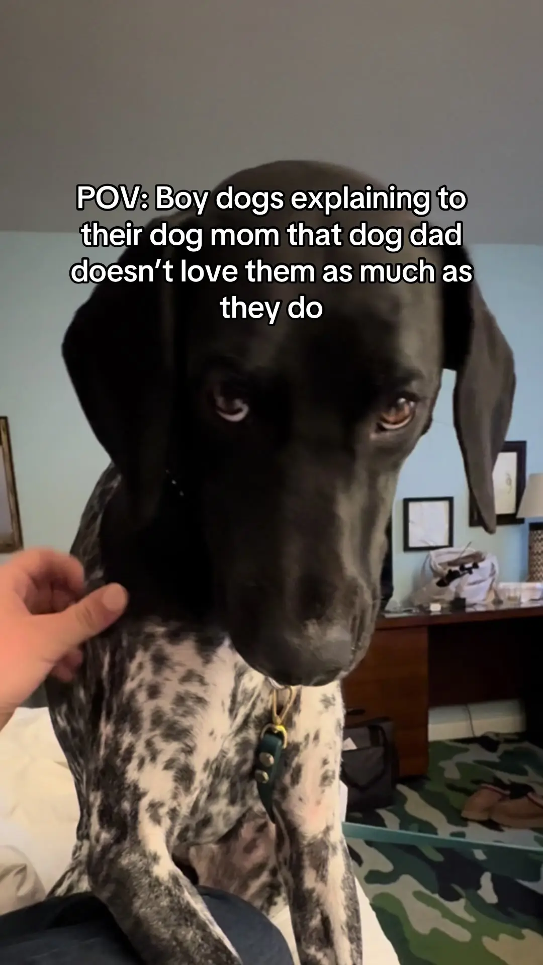 Tiktok post preview 2 from @urbanbirddogs