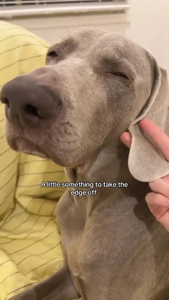 Instagram post preview 3 from bernietheweimaraner