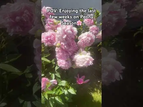 Youtube post preview 1 from UCkGYy-W58dkytHy5Hv-Afmw