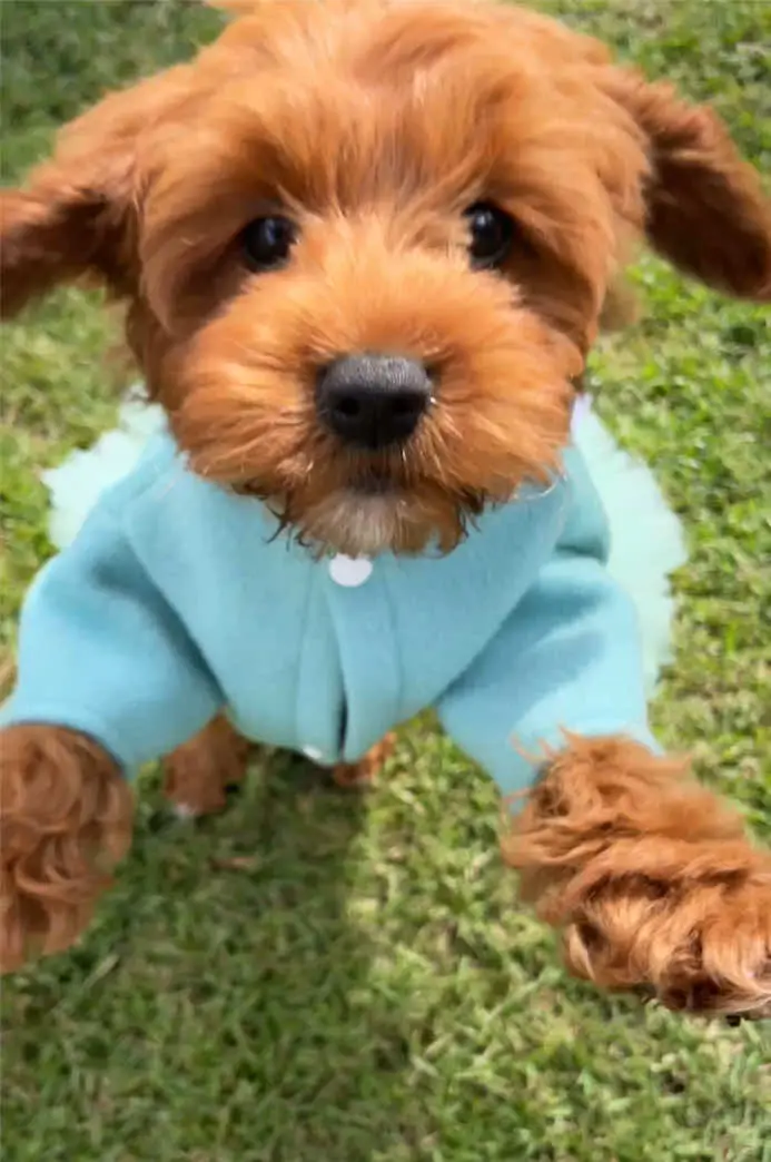 Tiktok post preview 2 from @littleteddyanddolly