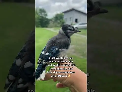 Youtube post preview 3 from UCMR6Qqd2QkxifVqzsSe5ENQ