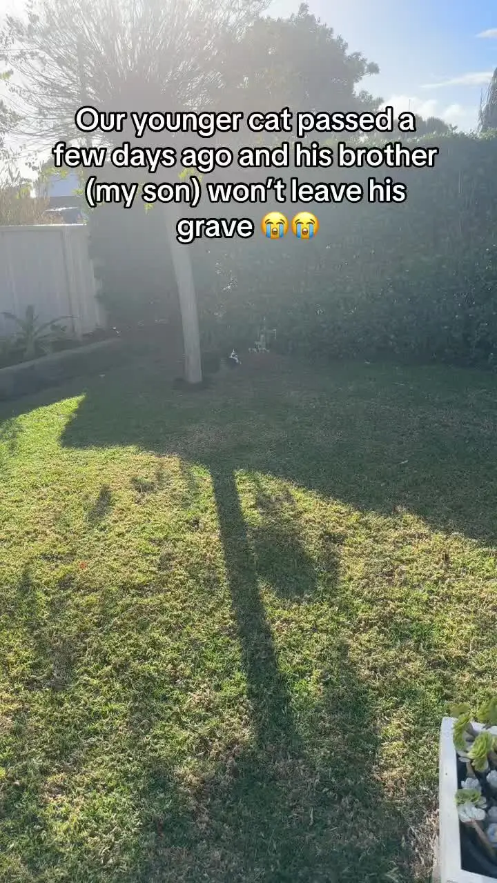 Tiktok post preview 3 from @taliarycroft