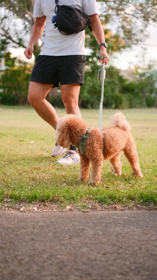 Instagram post preview 2 from timmycavoodle