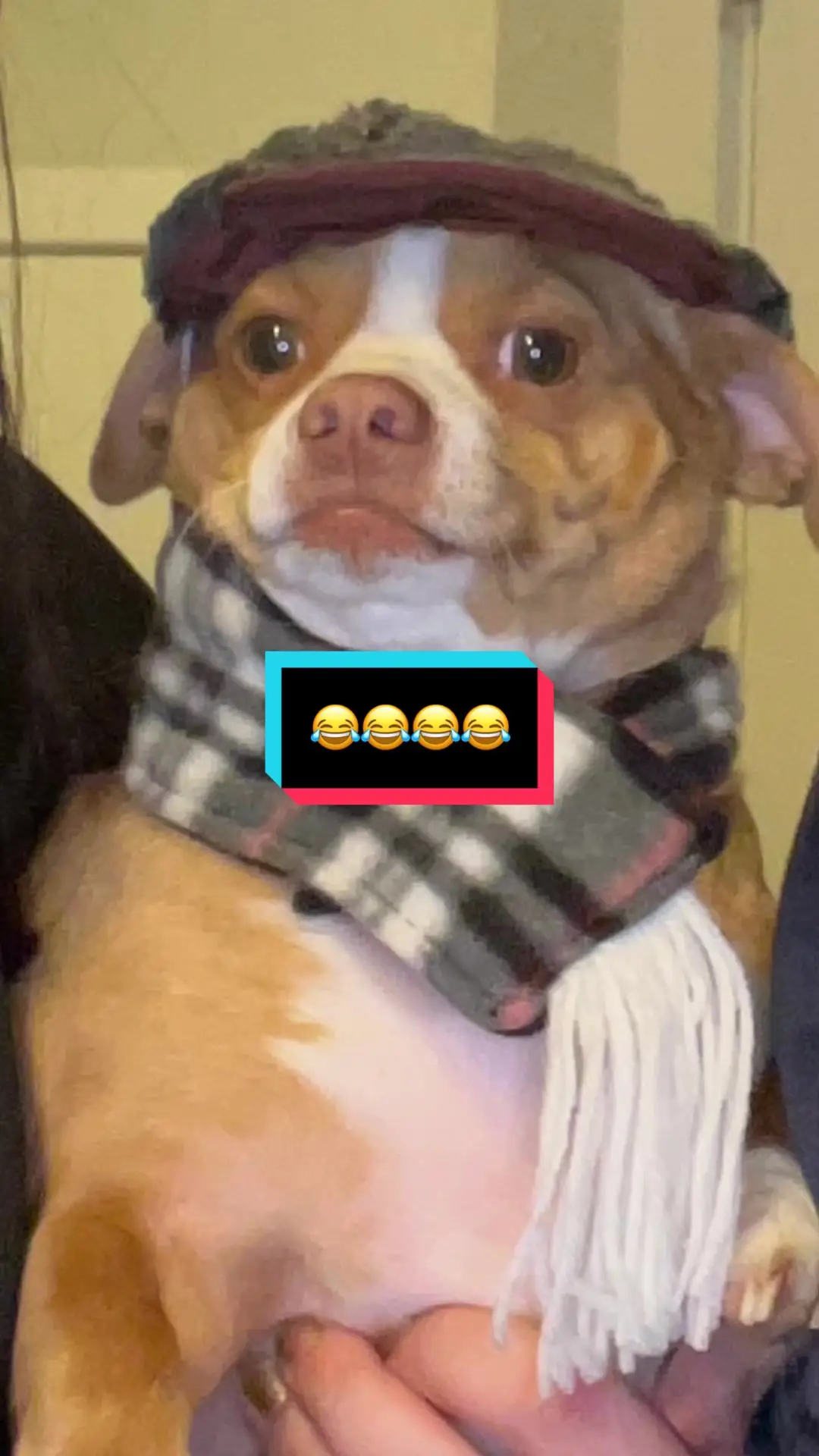 Tiktok post preview 3 from @caylachihuahua
