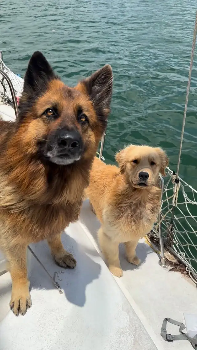 Instagram post preview 1 from apollo_germanshepherd