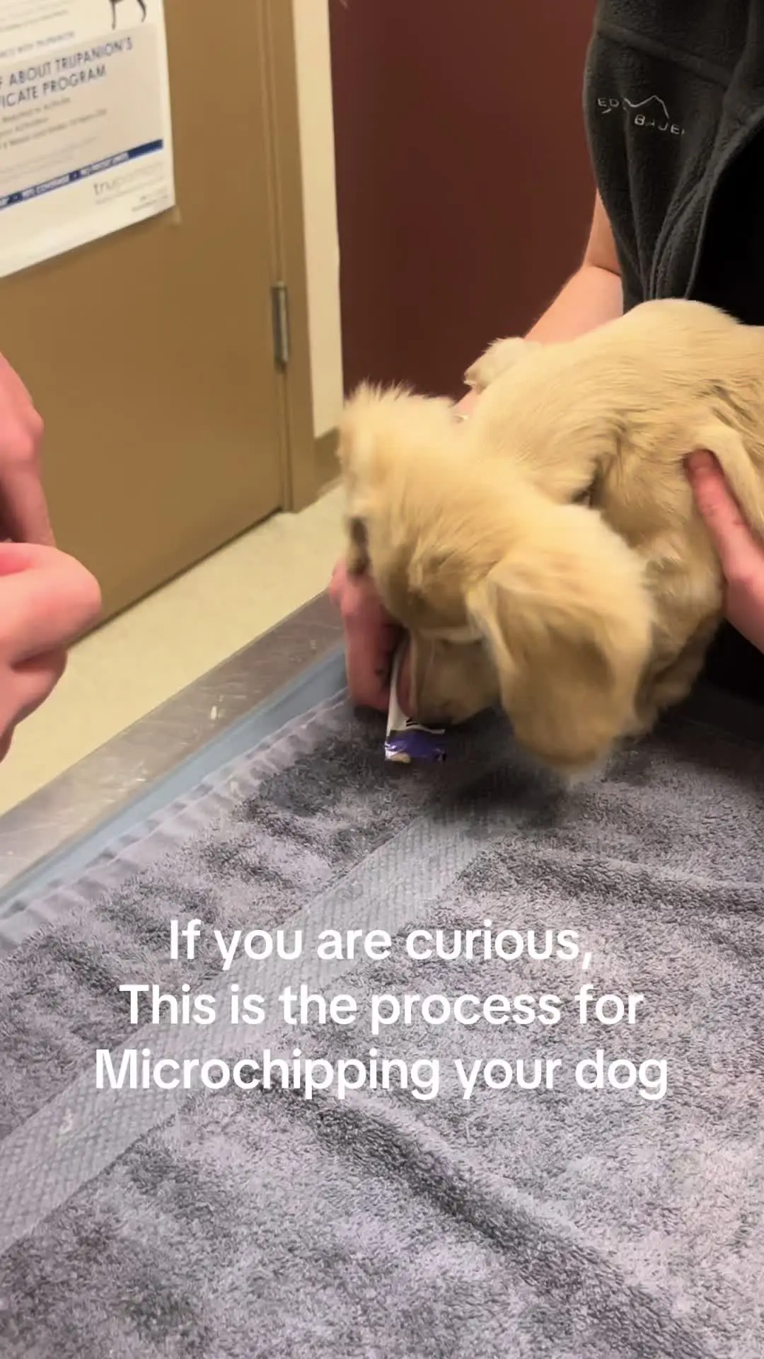 Tiktok post preview 3 from @pipa_the_doxie