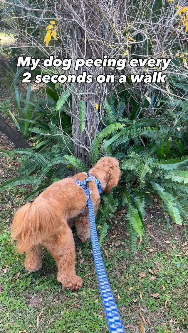 Instagram post preview 3 from little_teddy_and_dolly