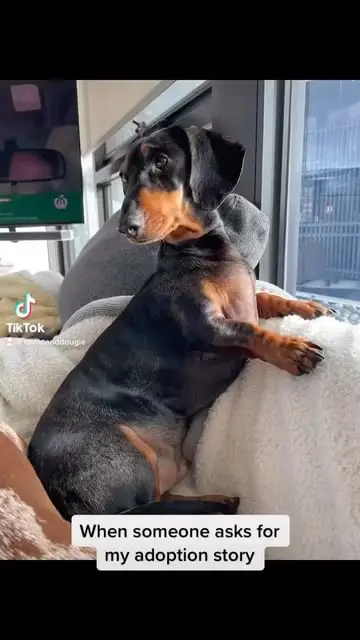 Instagram post preview 3 from damienthedachshund