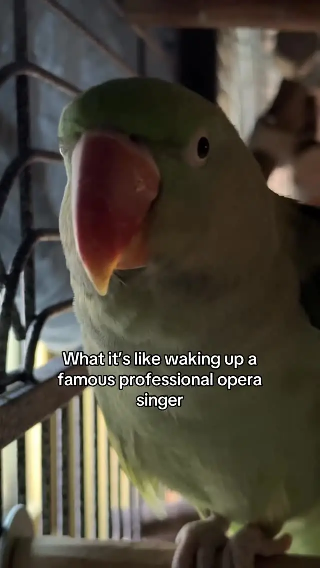 Instagram post preview 3 from rumi.the.ringneck