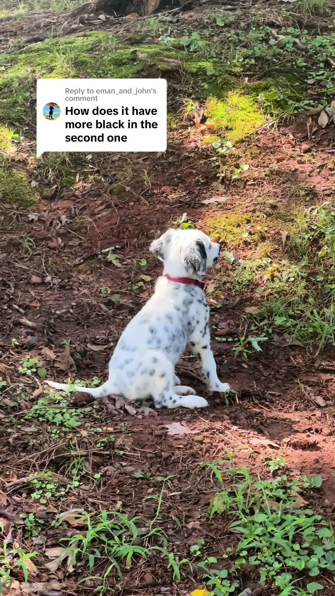 Tiktok post preview 2 from @ryderthedal