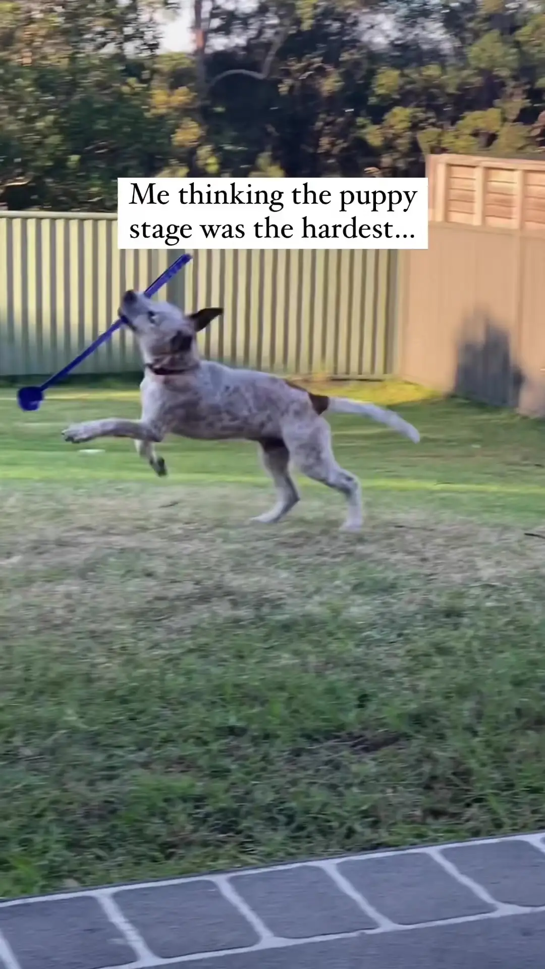 Tiktok post preview 3 from @billy_the_cattledog