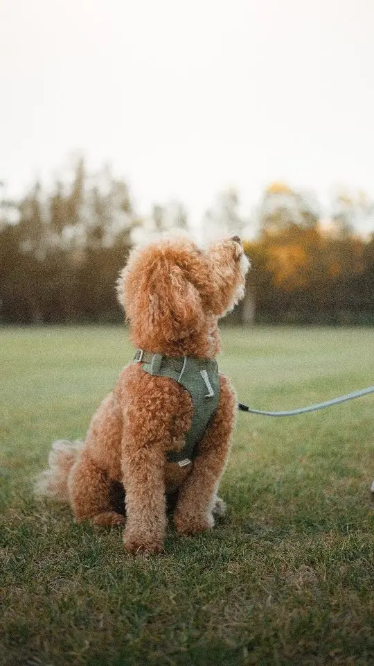 Instagram post preview 3 from timmycavoodle