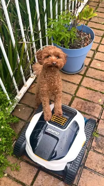 Instagram post preview 2 from mango.thecavoodle