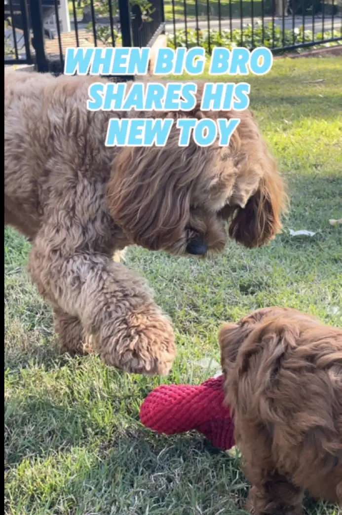 Tiktok post preview 3 from @littleteddyanddolly